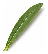 Stock leaf detail