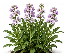 Stock whole plant