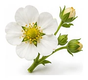 Strawberry flower detail