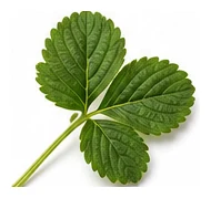 Strawberry leaf detail