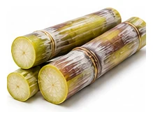 Sugar Cane harvest / detail