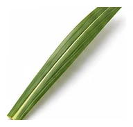 Sugar Cane leaf detail