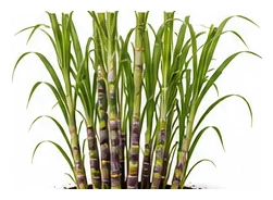 Sugar Cane whole plant