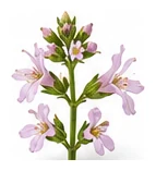 Summer Savory flower detail