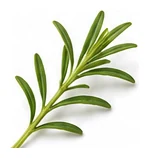 Summer Savory leaf detail