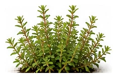 Summer Savory whole plant