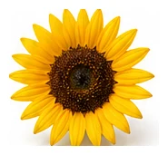 Sunflower flower detail