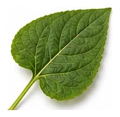 Sunflower leaf detail