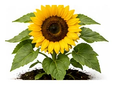 Sunflower whole plant
