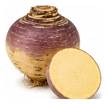 Swede harvest / detail