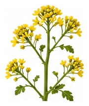 Swede flower detail