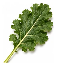 Swede leaf detail