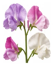 Sweet Pea flower detail