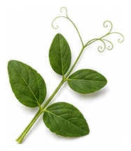 Sweet Pea leaf detail