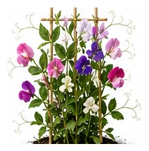 Sweet Pea whole plant