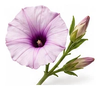 Sweet Potato flower detail