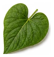 Sweet Potato leaf detail