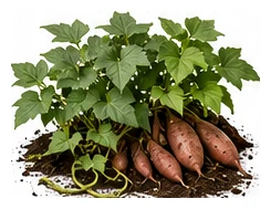 Sweet Potato whole plant