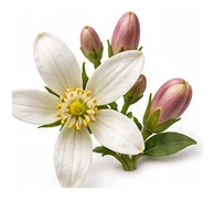 Tahitian Lime flower detail