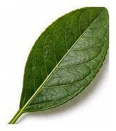 Tahitian Lime leaf detail