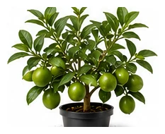 Tahitian Lime whole plant