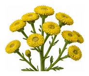 Tansy flower detail