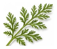 Tansy leaf detail