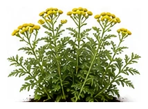 Tansy whole plant
