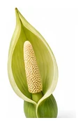 Taro flower detail