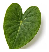 Taro leaf detail