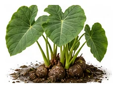Taro whole plant