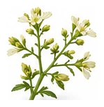 Tarragon flower detail