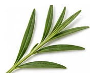 Tarragon leaf detail