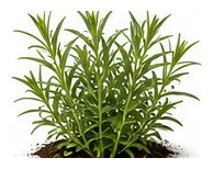 Tarragon whole plant