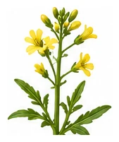 Tatsoi flower detail