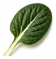 Tatsoi leaf detail