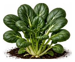 Tatsoi whole plant