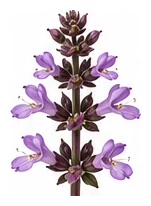 Thai Basil flower detail
