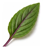 Thai Basil leaf detail