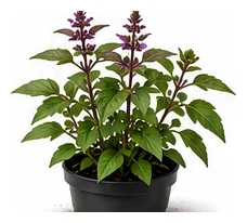 Thai Basil whole plant