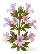 Thyme flower detail
