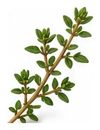 Thyme leaf detail