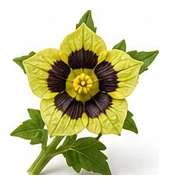 Tomatillo flower detail