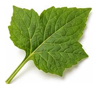 Tomatillo leaf detail