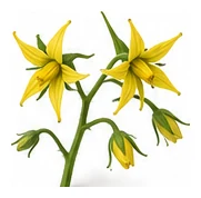 Tomato flower detail