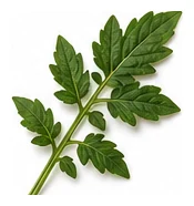 Tomato leaf detail
