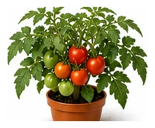Tomato whole plant