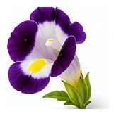 Torenia flower detail