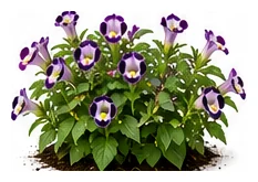 Torenia whole plant