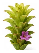Turmeric flower detail